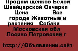 Продам щенков Белой Швейцарской Овчарки  › Цена ­ 20 000 - Все города Животные и растения » Собаки   . Московская обл.,Лосино-Петровский г.